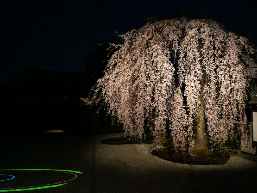 kyoto cherry blossom at night