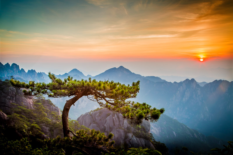 Pine tree on Huangshan, The Yellow Mountain at sunrise