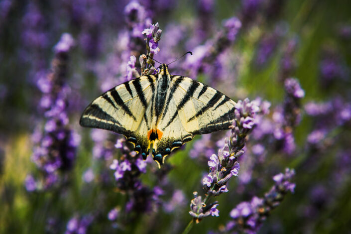 swallow tail butterfly on lavender
