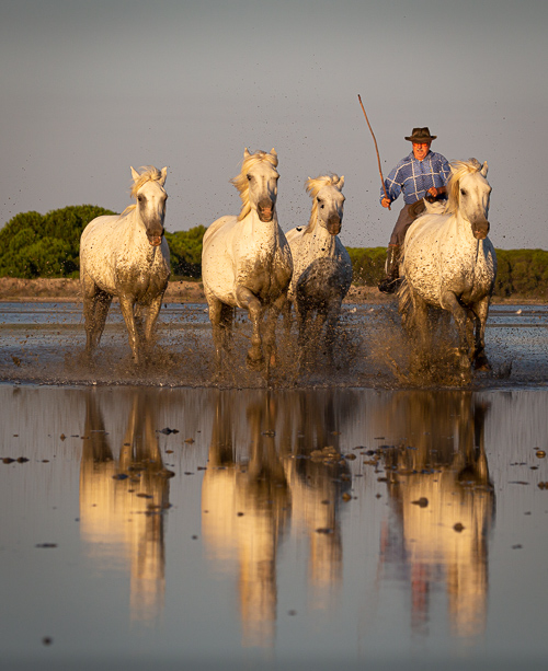 Camargue horses and gardian running through marshes