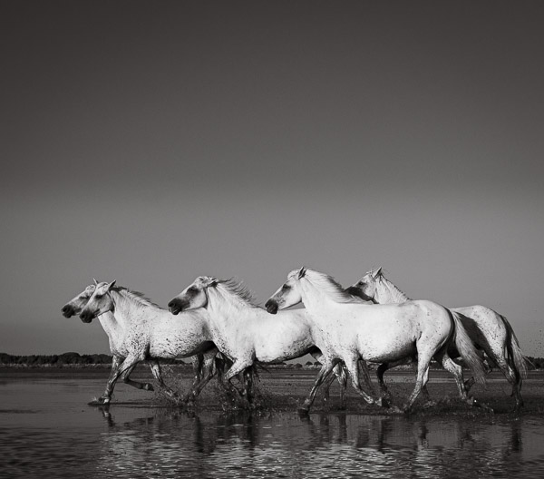 Camargue horses running through marshes