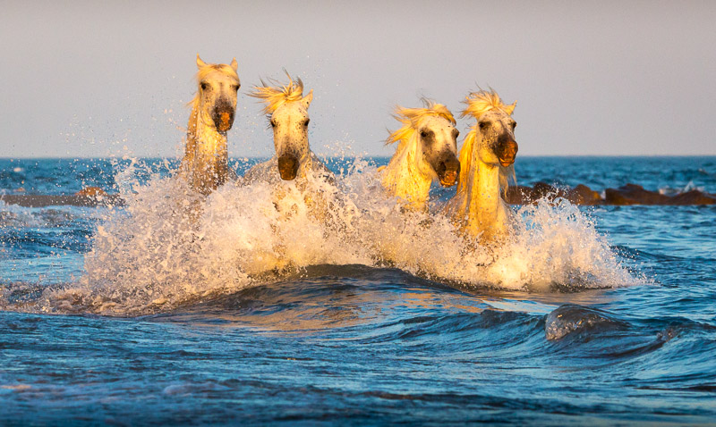 Camargue horses swimming in the Mediterranean Sea