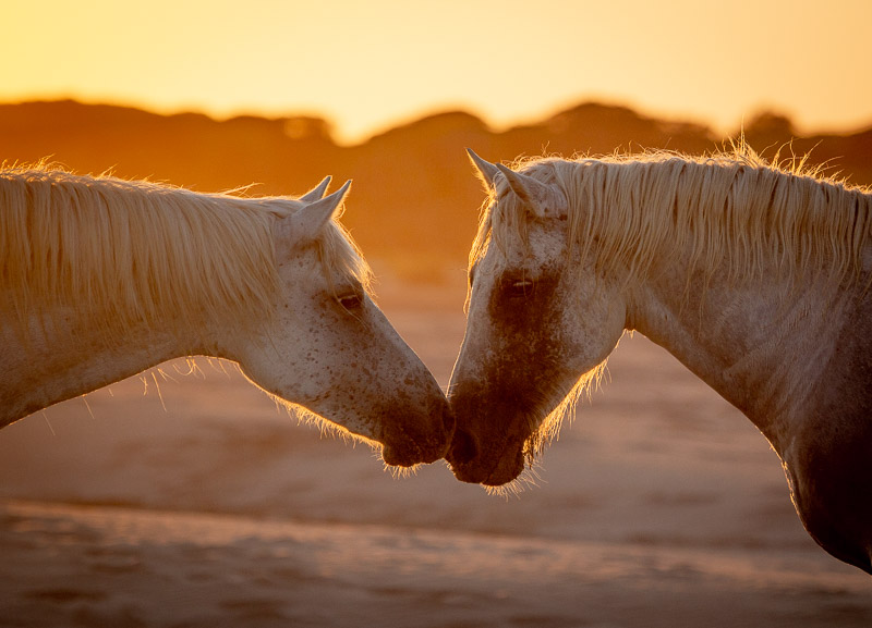 Camargue horses at sunset